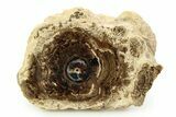 Polished Fossil Stromatolite Colony on Petrified Wood - Utah #351213-1